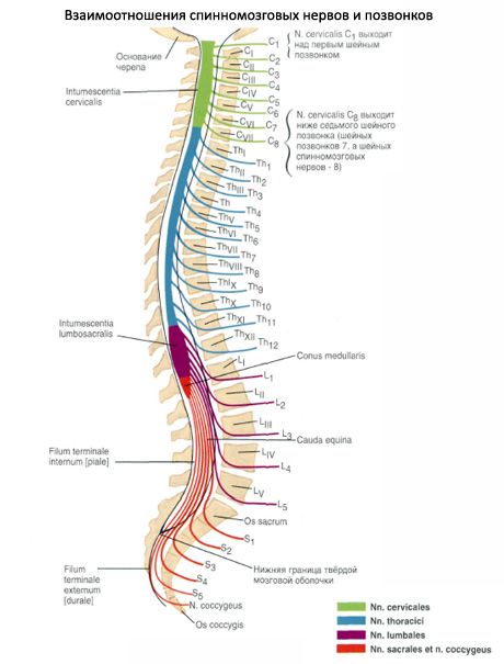 Il midollo spinale 