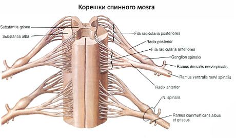 Il midollo spinale 