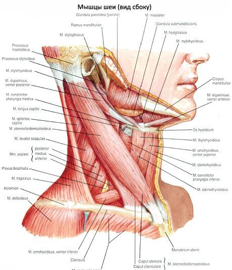 Muscolo seno-clavicolare-mastoide (M. Sternocleidomastoideus)