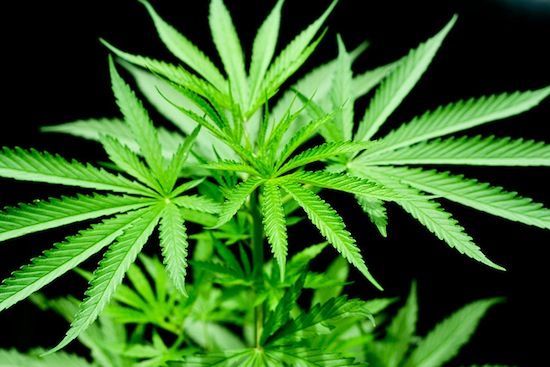 La cannabis non riduce il dolore, lo rende sopportabile