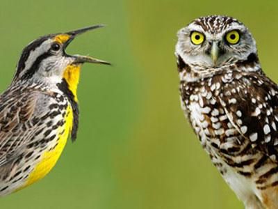 Gli uccelli mattinieri sono più felici dei gufi