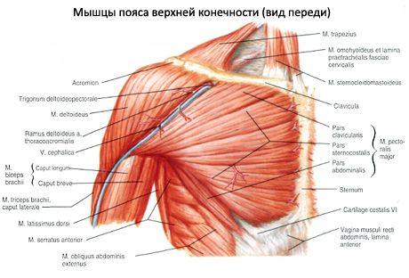 Muscoli della cintura della spalla