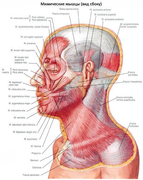 Muscoli del padiglione auricolare