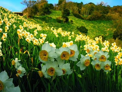 Riposa in primavera in Transcarpazia