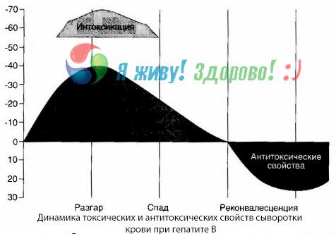 La patogenesi dell'epatite B