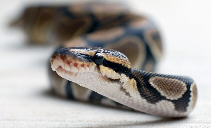 Come proteggersi da un morso di serpente
