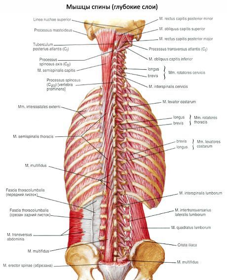 Muscoli del collo nasale