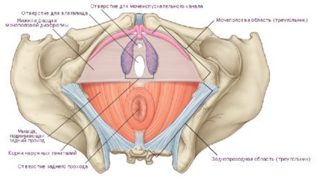 Il perineo in una donna