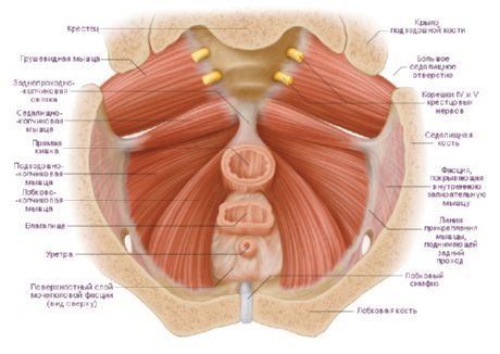 Muscoli del bacino femminile