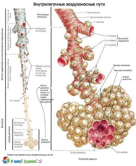 Bronchi.  Sistema respiratorio dei bronchi