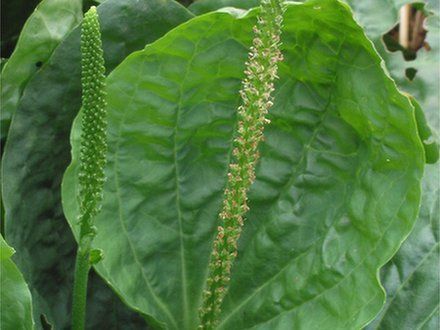 piantaggine