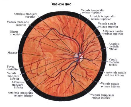 Fondo oculare
