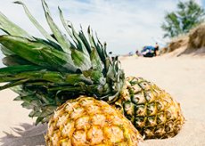 Ananas Durante La Gravidanza Beneficio E Danno Con Competenza Per La Salute Su Ilive