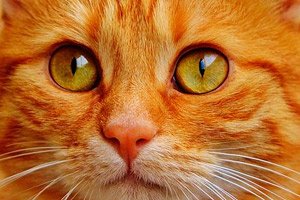 Scarico Dagli Occhi Di Un Gatto Cause Trattamento Con Competenza Per La Salute Su Ilive