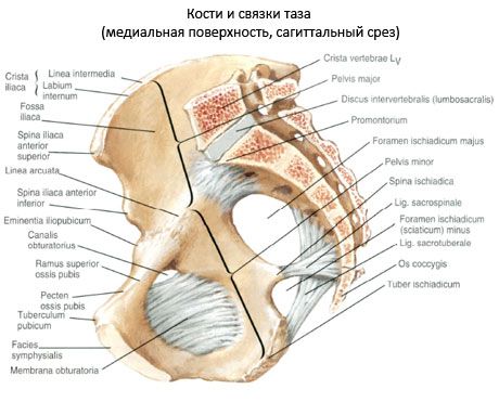 Osso pelvico