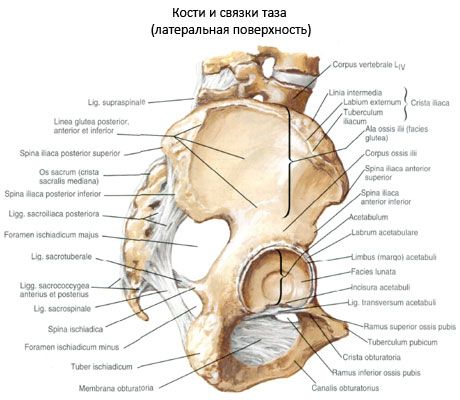 Osso pelvico