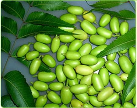 Olio di Neem