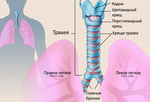 Cos'è la tracheite in un bambino? Foto della trachea