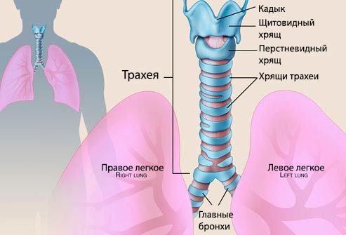 Qual è la tracheite in un bambino? Foto di trachea 