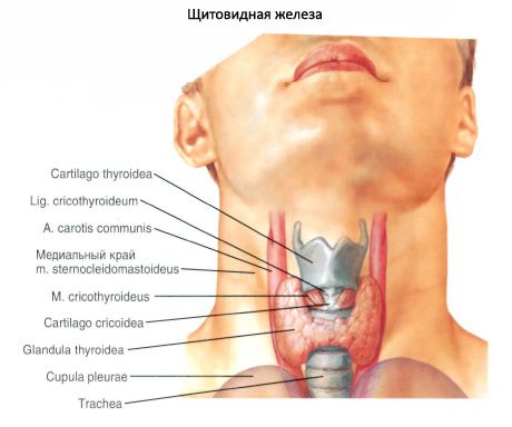 La ghiandola tiroidea (ghiandola tiroidea)