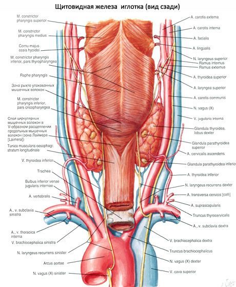 La ghiandola tiroidea (ghiandola tiroidea)