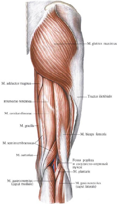 Muscoli glutei (gluteus maximusus)