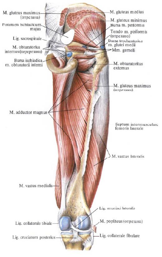 Muscoli glutei (piccolo muscolo gluteo)