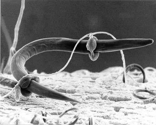 Agenti causali della zigomicosi